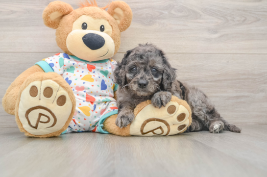 Best Mini Goldendoodle Baby