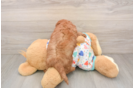 Fluffy Mini Goldendoodle Poodle Mix Pup