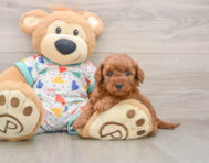 7 week old Mini Goldendoodle Puppy For Sale - Pilesgrove Pups