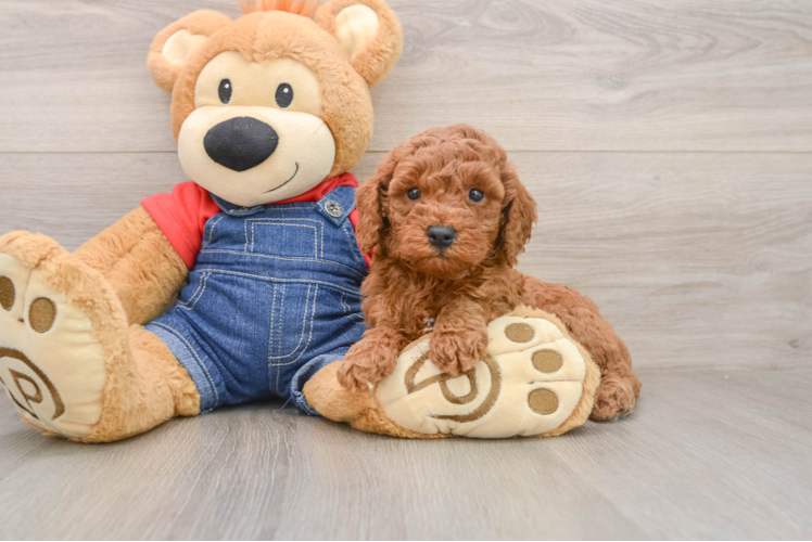 Fluffy Mini Goldendoodle Poodle Mix Pup