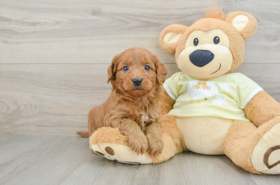 6 week old Mini Goldendoodle Puppy For Sale - Pilesgrove Pups