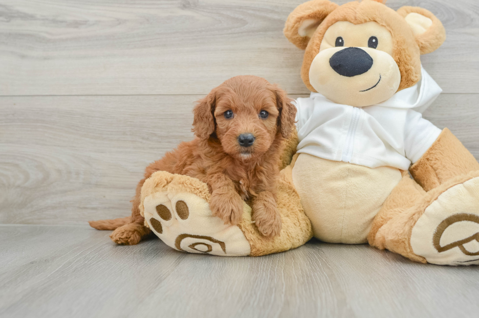 6 week old Mini Goldendoodle Puppy For Sale - Pilesgrove Pups