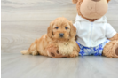 Friendly Mini Goldendoodle Baby