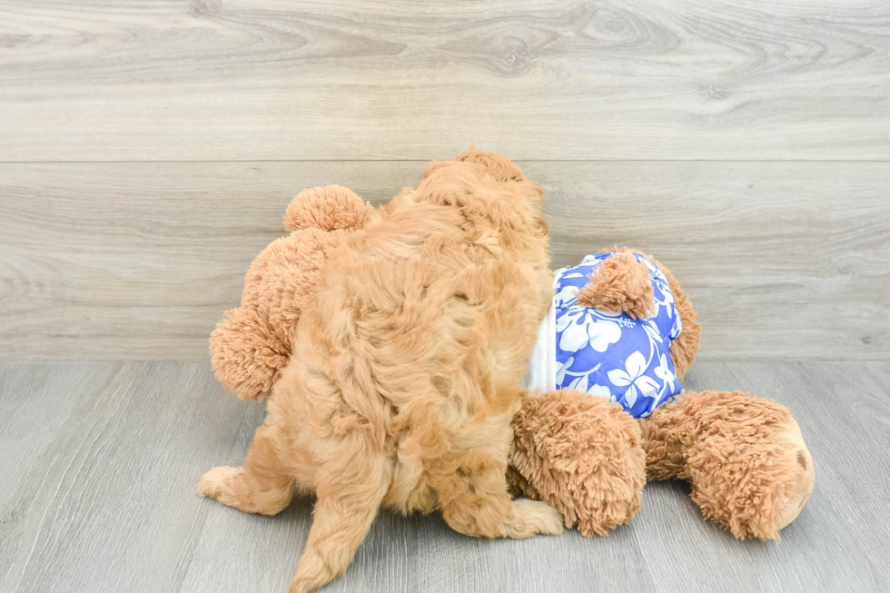 Mini Goldendoodle Pup Being Cute