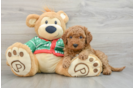 Mini Goldendoodle Puppy for Adoption