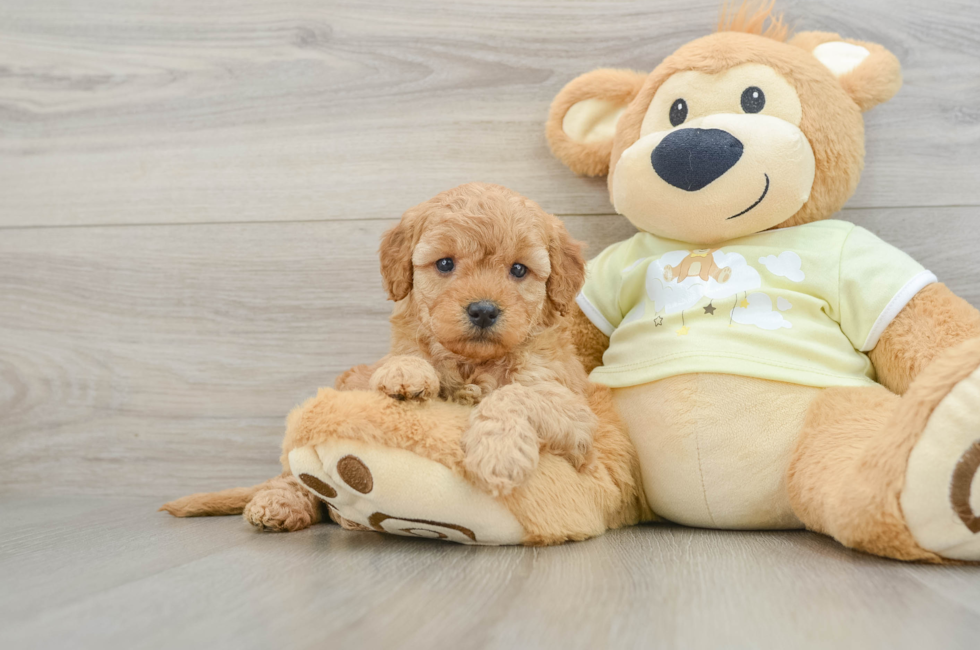 6 week old Mini Goldendoodle Puppy For Sale - Pilesgrove Pups