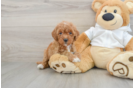 Small Mini Goldendoodle Baby