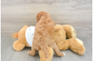 Best Mini Goldendoodle Baby