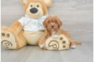 Petite Mini Goldendoodle Poodle Mix Pup