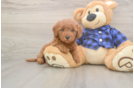 Popular Mini Goldendoodle Poodle Mix Pup