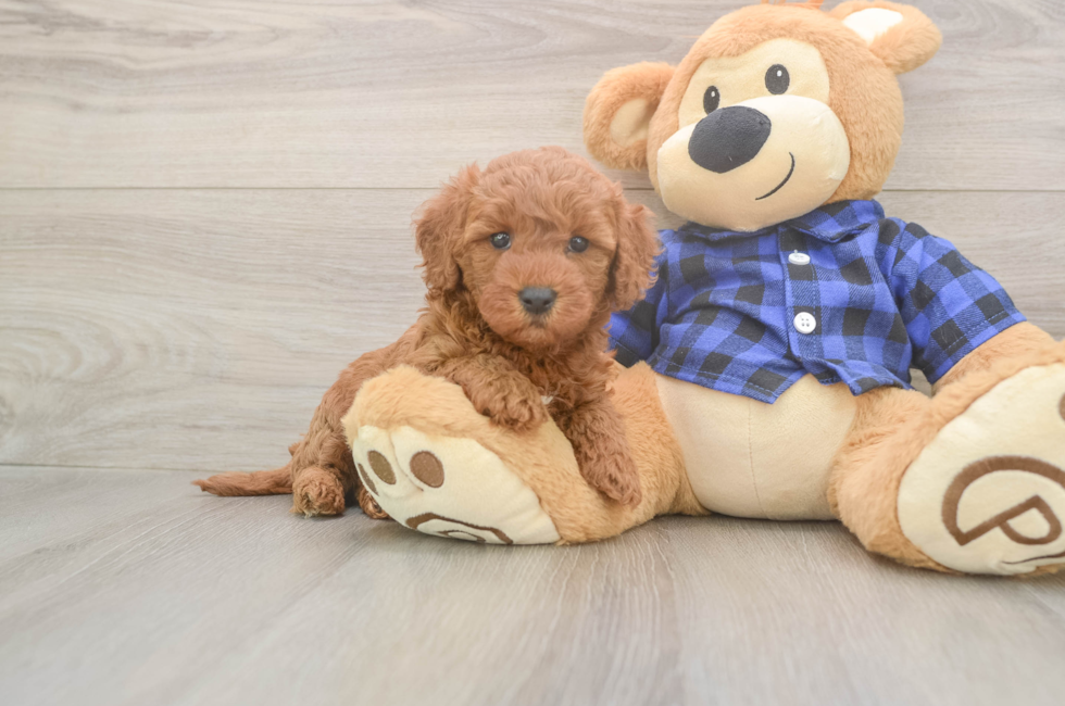 5 week old Mini Goldendoodle Puppy For Sale - Pilesgrove Pups