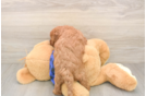Happy Mini Goldendoodle Baby