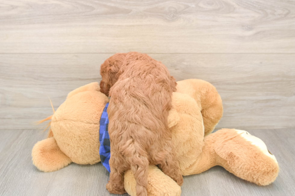 Happy Mini Goldendoodle Baby