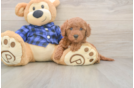 Mini Goldendoodle Puppy for Adoption