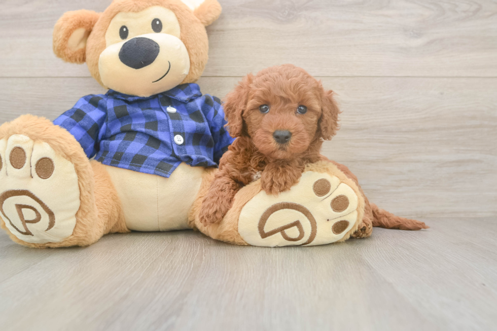 Mini Goldendoodle Puppy for Adoption