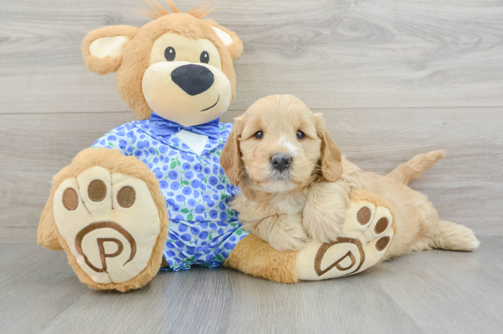 6 week old Mini Goldendoodle Puppy For Sale - Pilesgrove Pups