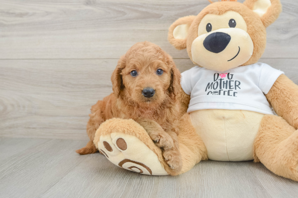 7 week old Mini Goldendoodle Puppy For Sale - Pilesgrove Pups