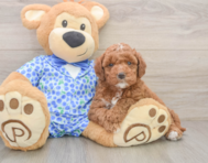 6 week old Mini Goldendoodle Puppy For Sale - Pilesgrove Pups