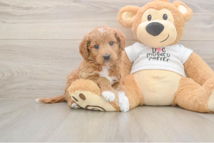 Mini Goldendoodle Pup Being Cute