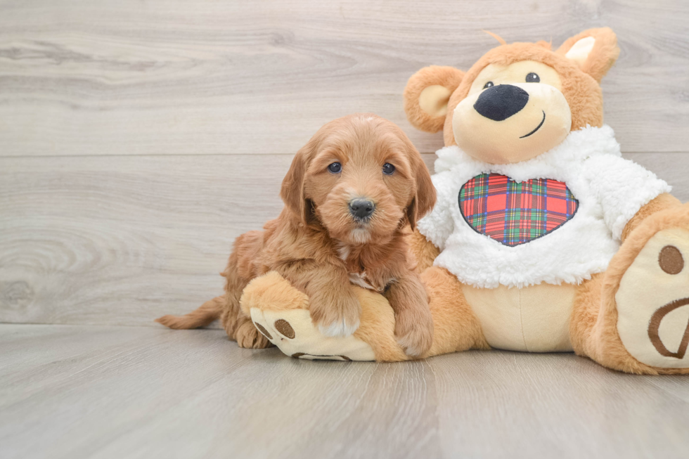 Energetic Golden Doodle Poodle Mix Puppy