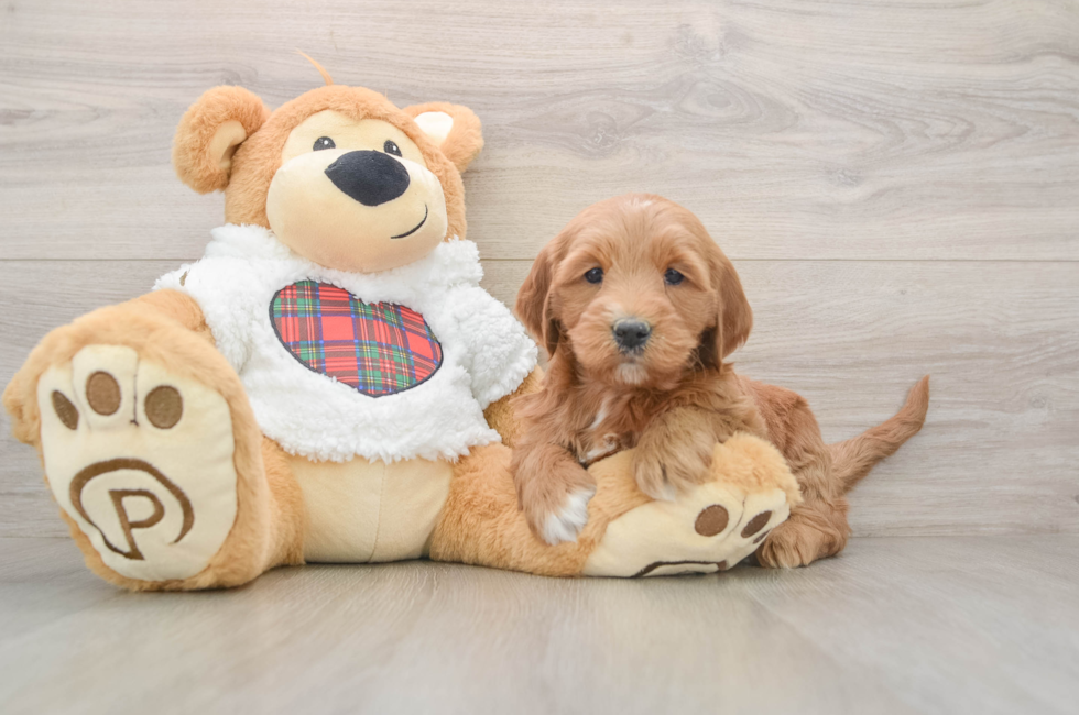 6 week old Mini Goldendoodle Puppy For Sale - Pilesgrove Pups
