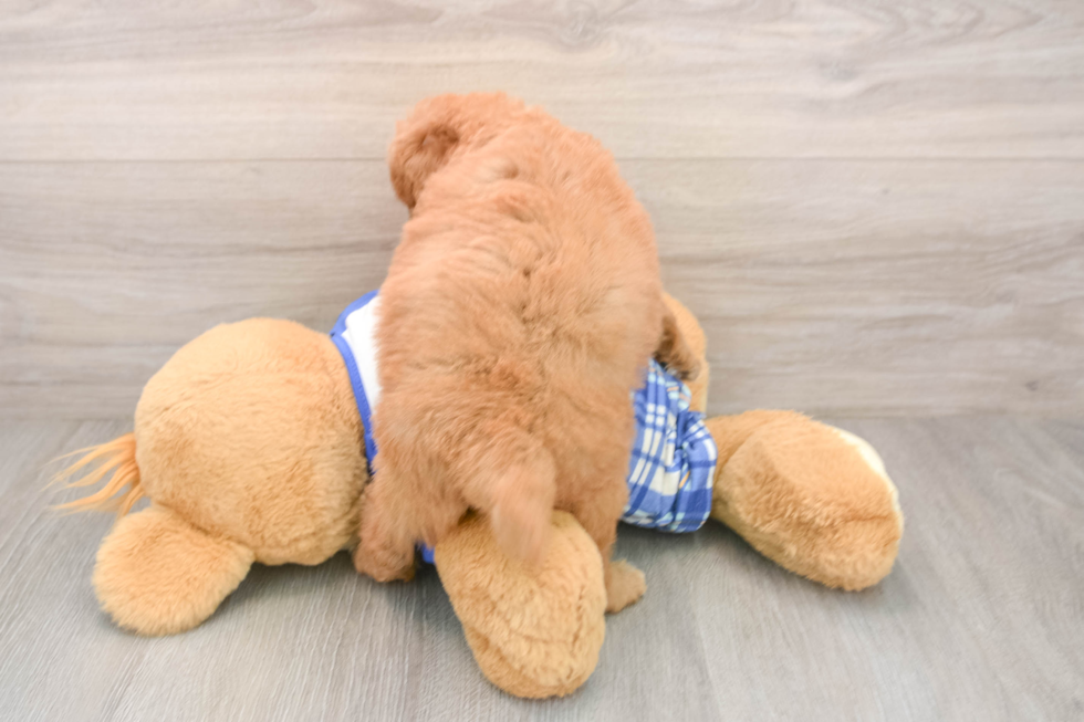 Playful Mini Groodle Poodle Mix Puppy