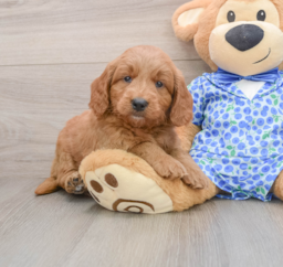 7 week old Mini Goldendoodle Puppy For Sale - Pilesgrove Pups
