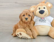 7 week old Mini Goldendoodle Puppy For Sale - Pilesgrove Pups