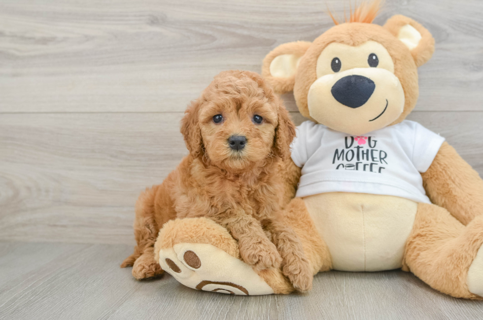 7 week old Mini Goldendoodle Puppy For Sale - Pilesgrove Pups