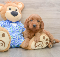 7 week old Mini Goldendoodle Puppy For Sale - Pilesgrove Pups