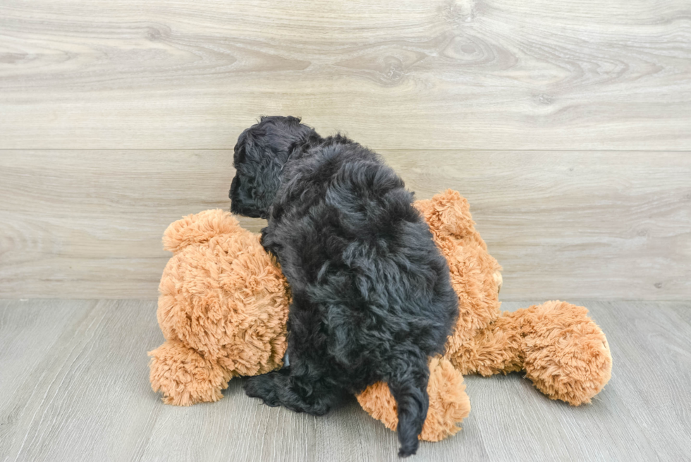 Friendly Mini Goldendoodle Baby