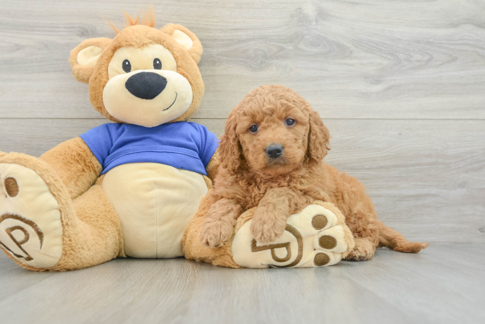 Mini Goldendoodle Pup Being Cute