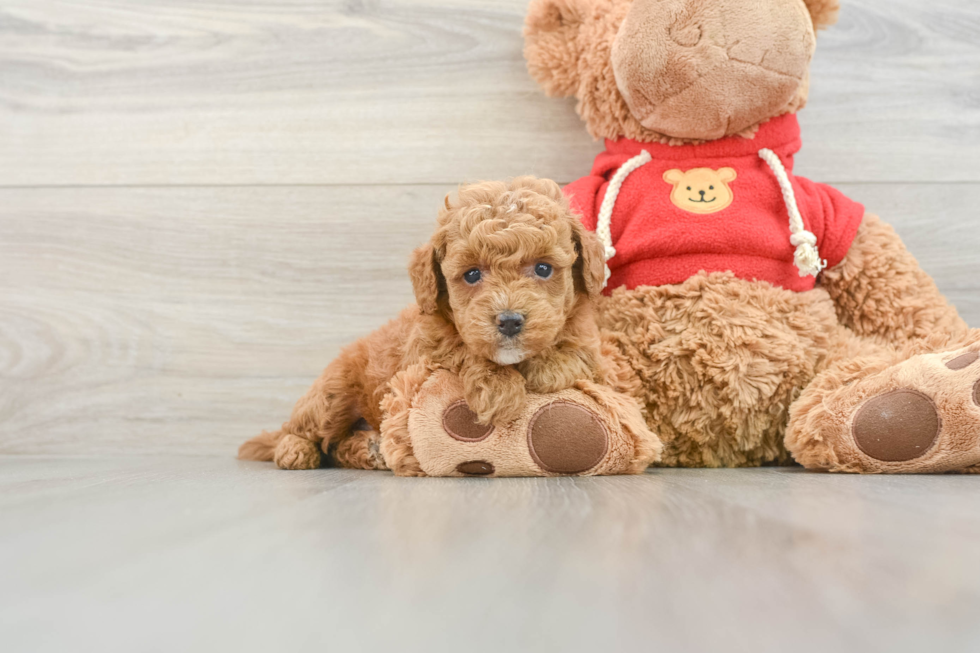 Playful Mini Groodle Poodle Mix Puppy