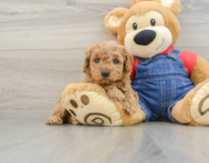 6 week old Mini Goldendoodle Puppy For Sale - Pilesgrove Pups