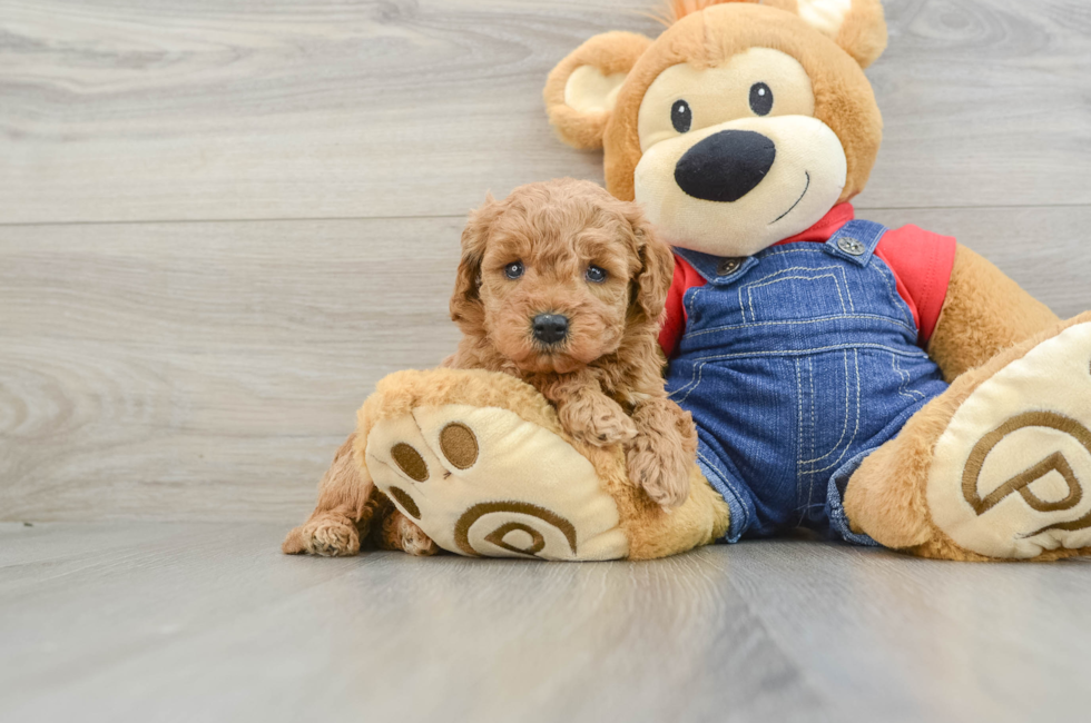 6 week old Mini Goldendoodle Puppy For Sale - Pilesgrove Pups