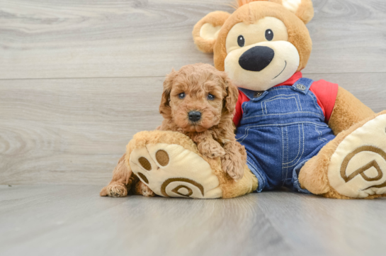 Mini Goldendoodle Puppy for Adoption