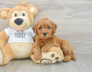 7 week old Mini Goldendoodle Puppy For Sale - Pilesgrove Pups