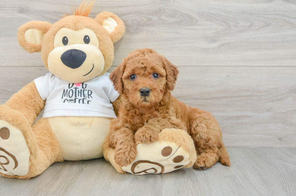 7 week old Mini Goldendoodle Puppy For Sale - Pilesgrove Pups