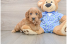Little Mini Goldenpoo Poodle Mix Puppy