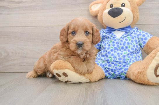 Little Mini Goldenpoo Poodle Mix Puppy