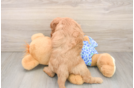 Mini Goldendoodle Puppy for Adoption
