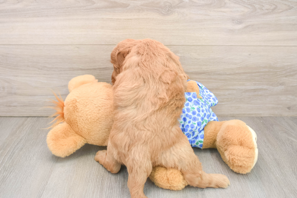Mini Goldendoodle Puppy for Adoption