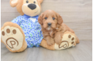 Friendly Mini Goldendoodle Baby
