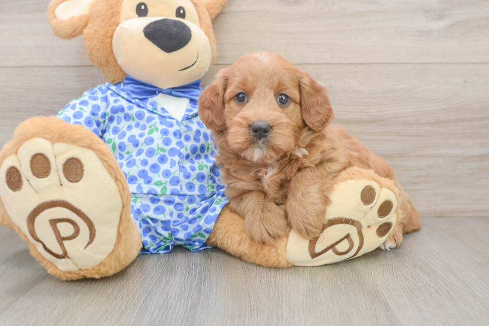 Friendly Mini Goldendoodle Baby