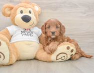 7 week old Mini Goldendoodle Puppy For Sale - Pilesgrove Pups