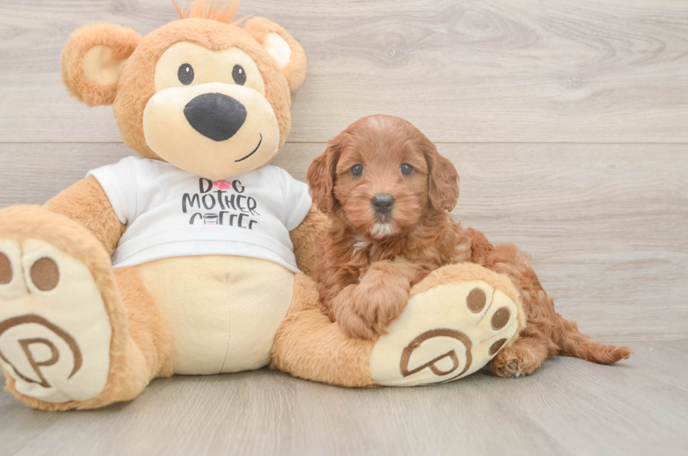 6 week old Mini Goldendoodle Puppy For Sale - Pilesgrove Pups