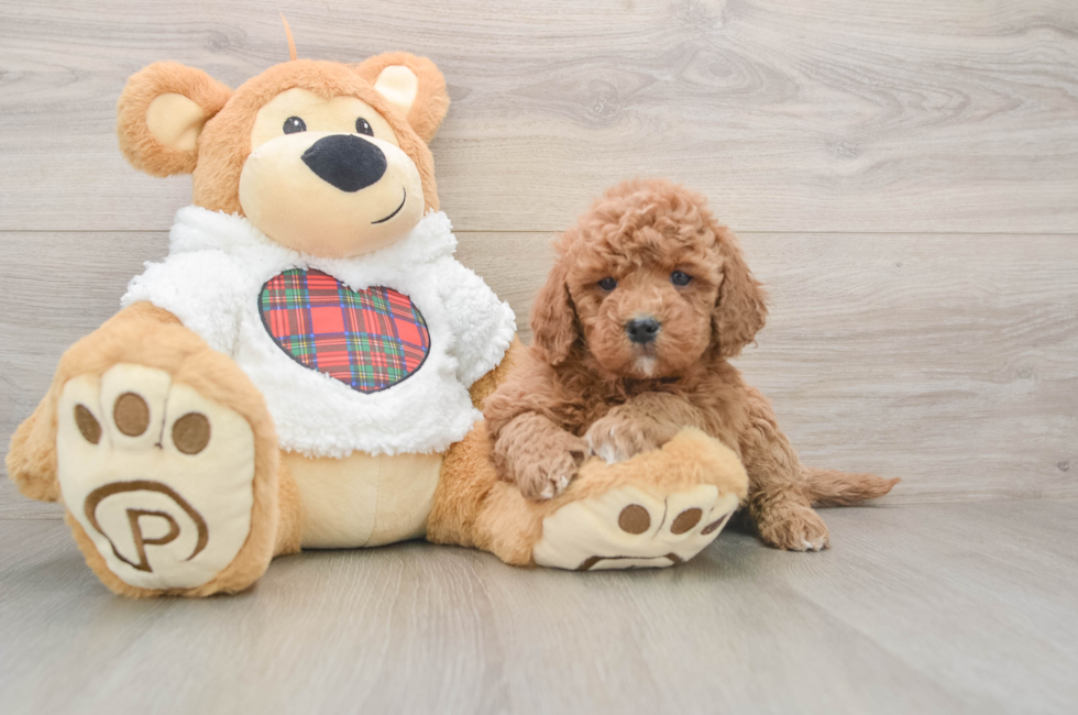 6 week old Mini Goldendoodle Puppy For Sale - Pilesgrove Pups