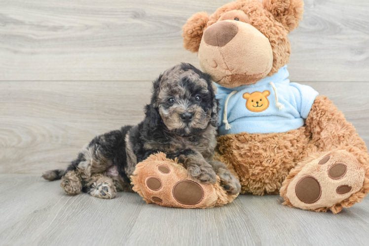 Mini Goldendoodle Pup Being Cute