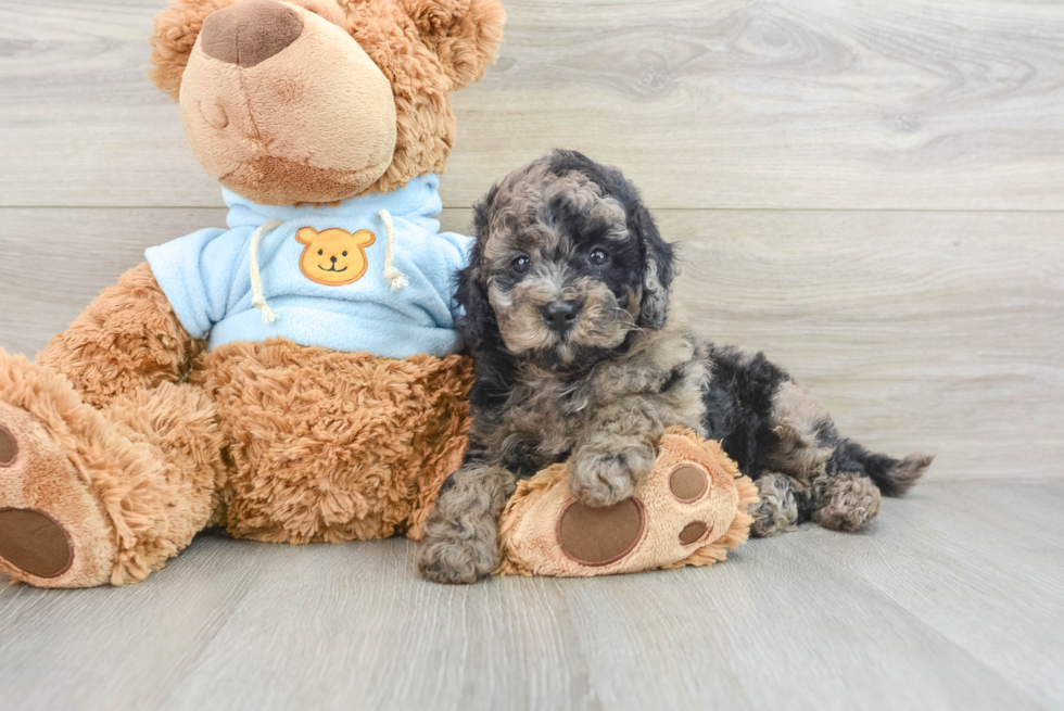 Sweet Mini Goldendoodle Baby