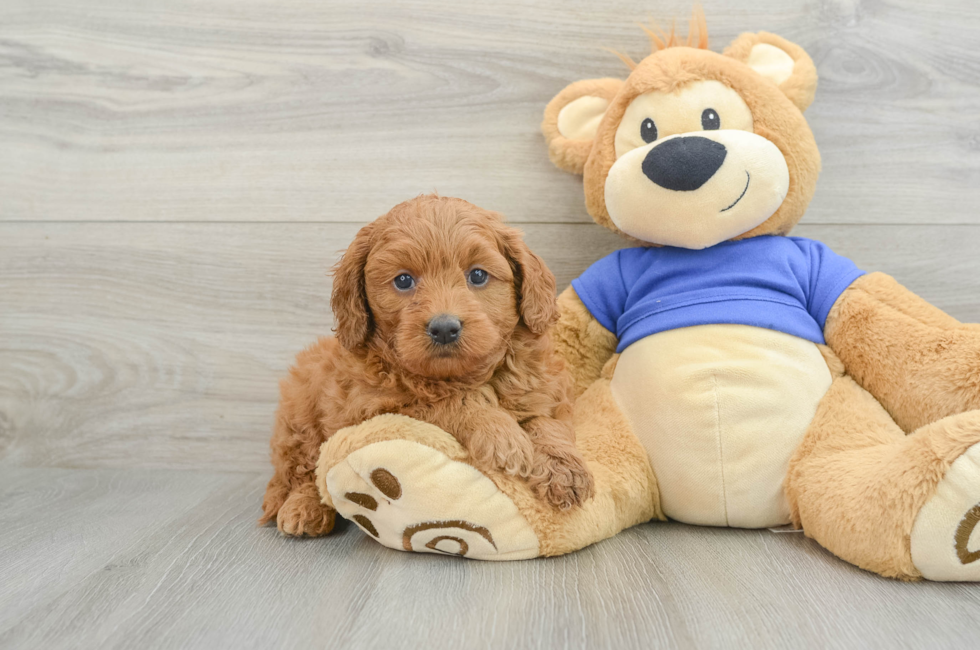 6 week old Mini Goldendoodle Puppy For Sale - Pilesgrove Pups